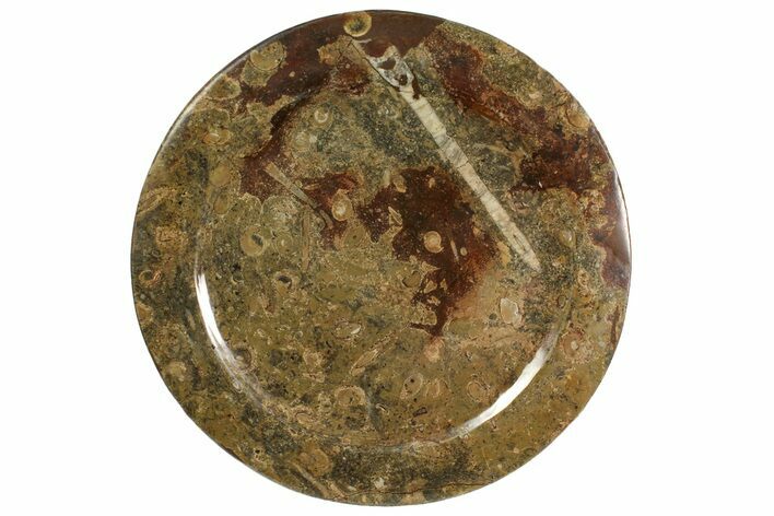Fossil Orthoceras & Goniatite Round Plate - Stoneware #139497